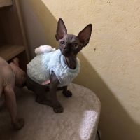 Chaton sphynx et elf du domaine mas de combe #5