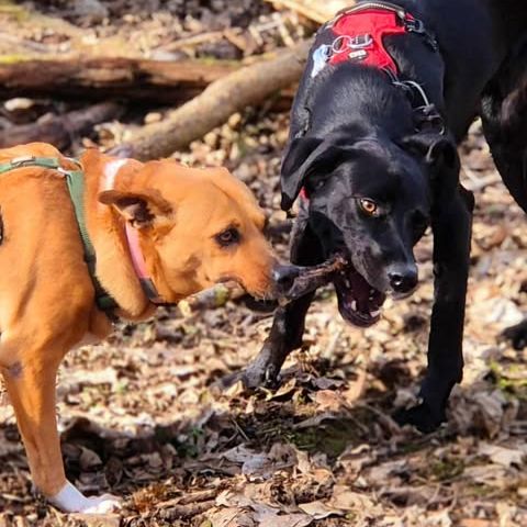 La belle et tendre lucy #1