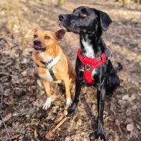 La belle et tendre lucy #1