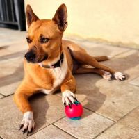 La belle et tendre lucy