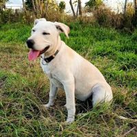 Le magnifique sunka #1