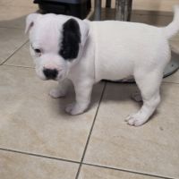 Staffie disponibles #1