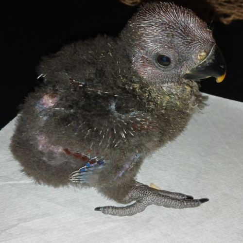 Femelle eclectus eam #2