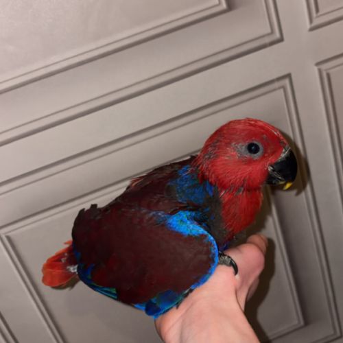 Femelle eclectus eam #0