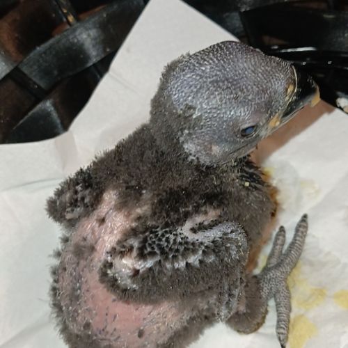 Femelle eclectus eam #5