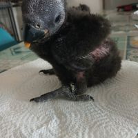 Femelle eclectus eam #1