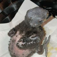 Femelle eclectus eam #5