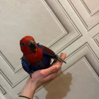 Femelle eclectus eam #6