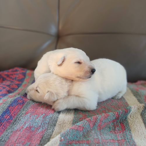 Superbes chiots berger blanc suisse lof poil long #1