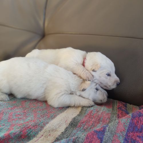 Superbes chiots berger blanc suisse lof poil long #2