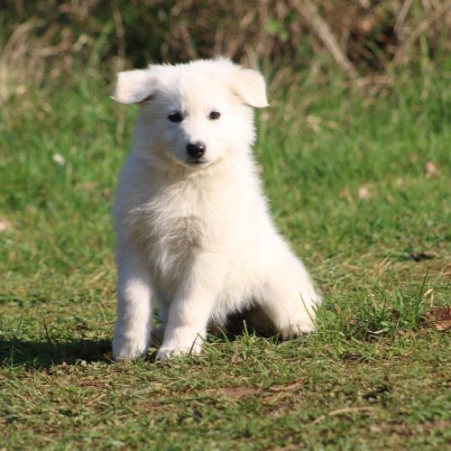 2 femelles berger blanc suisse lof - disponibles #2