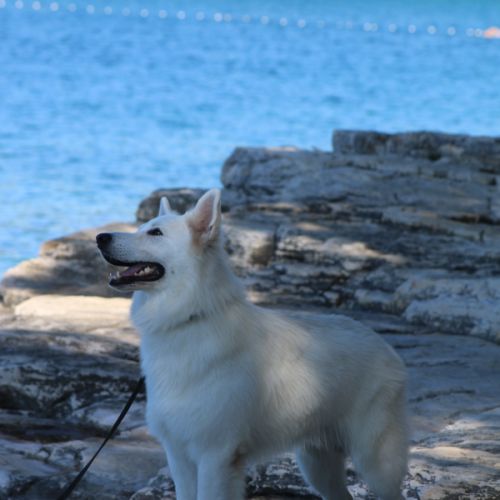 2 femelles berger blanc suisse lof - disponibles #5