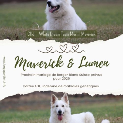 Superbes chiots berger blanc suisse lof poil long