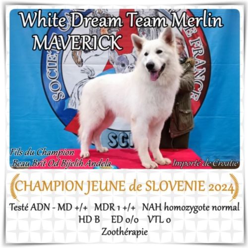 Superbes chiots berger blanc suisse lof poil long #7