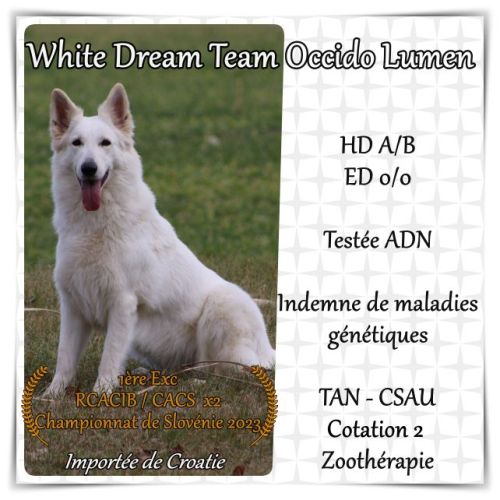 2 femelles berger blanc suisse lof - disponibles #8