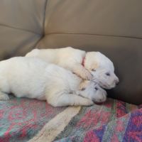 Superbes chiots berger blanc suisse lof poil long #2