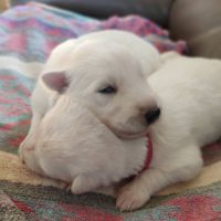 Superbes chiots berger blanc suisse lof poil long #3
