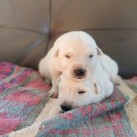 Superbes chiots berger blanc suisse lof poil long #4