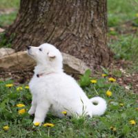 2 femelles berger blanc suisse lof - disponibles