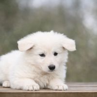 2 femelles berger blanc suisse lof - disponibles #3