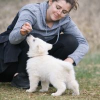 2 femelles berger blanc suisse lof - disponibles #4