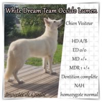 Superbes chiots berger blanc suisse lof poil long #5