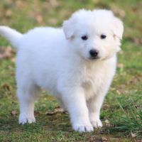 Superbes chiots berger blanc suisse lof poil long