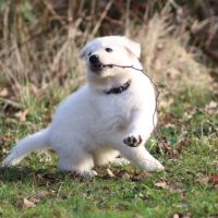 Chiots berger blanc suisse lof - dispos fin mars