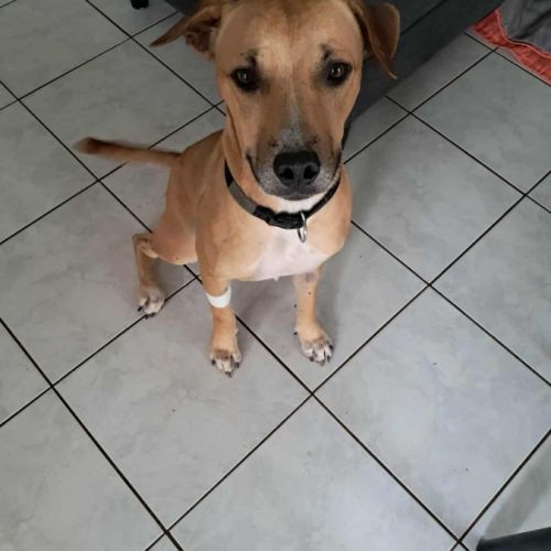 Aïko la douceur des îles #1