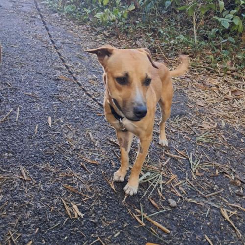 Aïko la douceur des îles #2