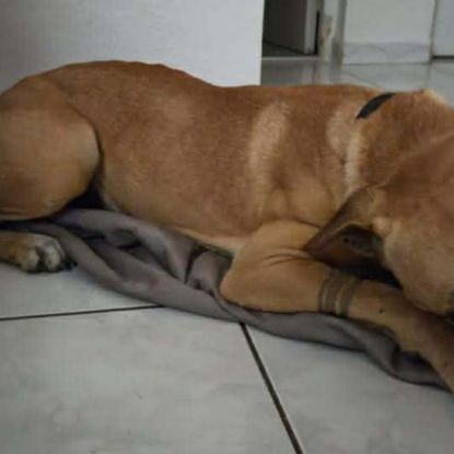 Aïko la douceur des îles #5