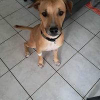 Aïko la douceur des îles #1