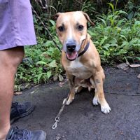 Aïko la douceur des îles