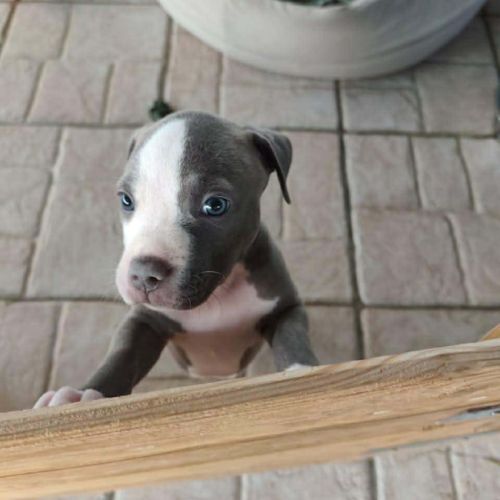 Jenny la tendre frimousse #1