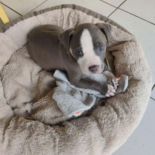 Jenny la tendre frimousse #4