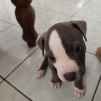 Jenny la tendre frimousse #5