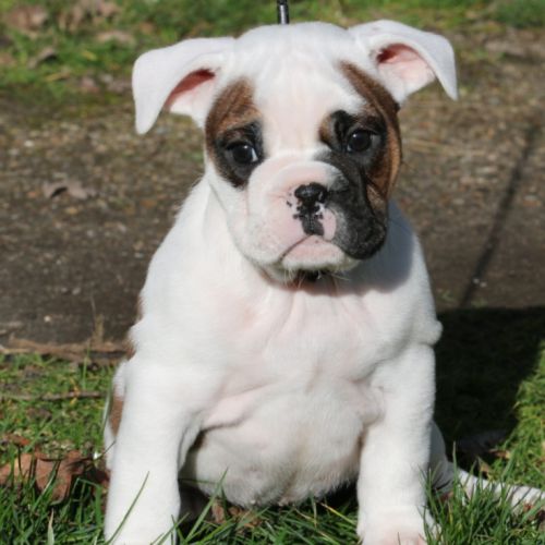 A réserver chiots femelles bulldog continental lof #1