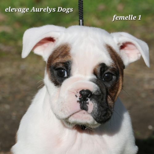 A réserver chiots femelles bulldog continental lof #2