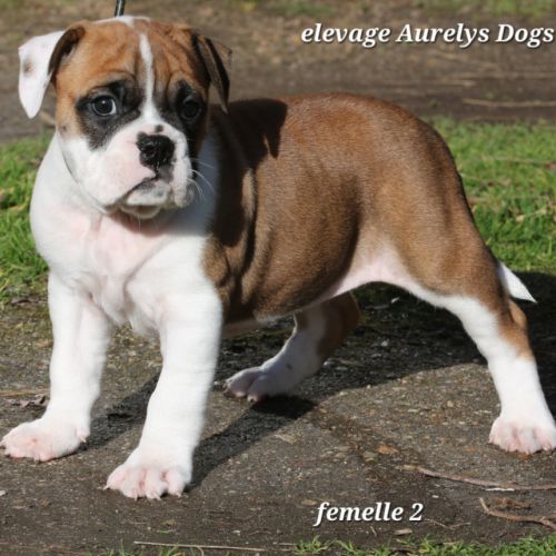 A réserver chiots femelles bulldog continental lof #4