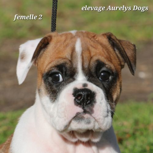 A réserver chiots femelles bulldog continental lof #5