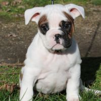 A réserver chiots femelles bulldog continental lof #1