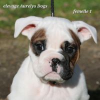 A réserver chiots femelles bulldog continental lof #2