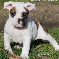 A réserver chiots femelles bulldog continental lof #3