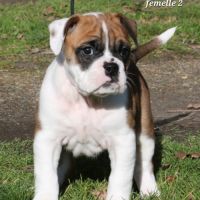 A réserver chiots femelles bulldog continental lof