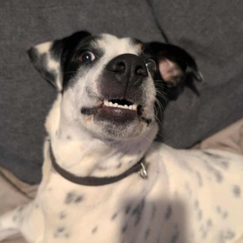 Vador l'adorable petit guerrier tripatte #9