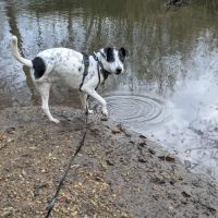 Vador l'adorable petit guerrier tripatte #5