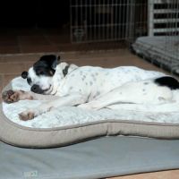 Vador l'adorable petit guerrier tripatte #7