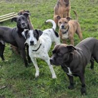 Vador l'adorable petit guerrier tripatte