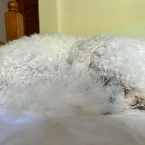 Téquila un amour de louloute #3