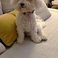 Téquila un amour de louloute #4